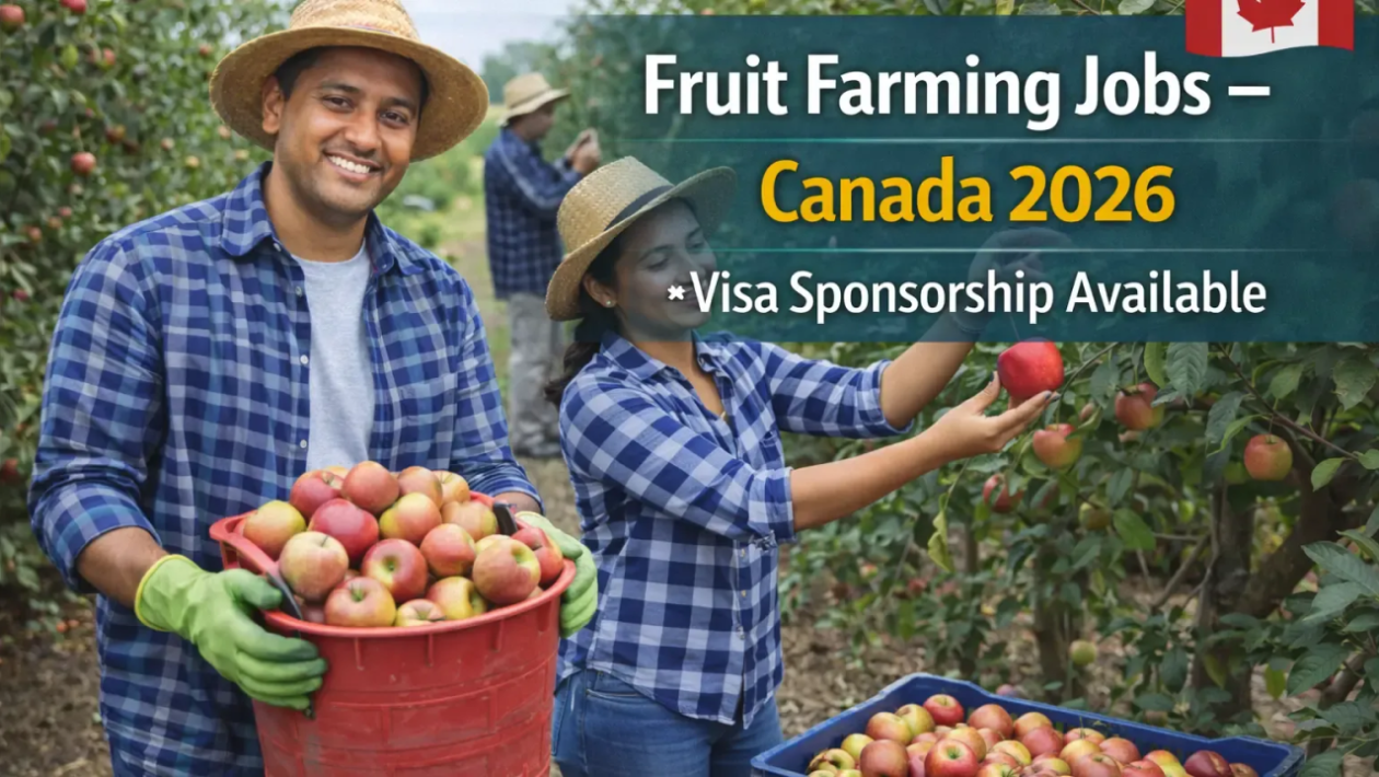 Free Visa Sponsorship Fruit Picking Jobs in Canada 2026 – Apply Now 🍎🍓